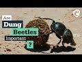 Understanding Dung Beetles and Their Ecological Role