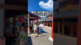 現代に連れてきてしまったハク。