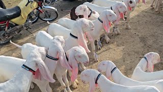 چھ تاریخ 2025 کی بکرا منڈی بدھ کے دن کی اج بکرے سستے ہیں یا مہنگے یہ ویڈیو دیکھیں 😯
