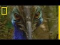 Understanding Cleary Bird Behavior