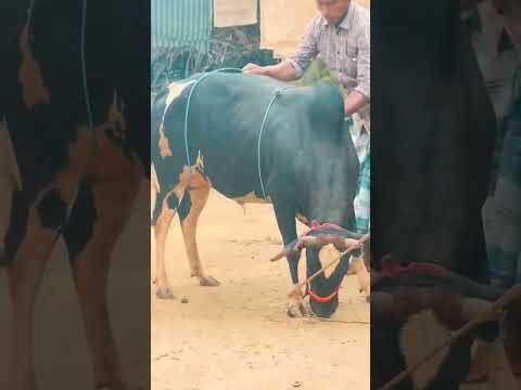 তারা পশু,তারাও সব বুঝতে পারে।🥹🥺#shortvideo #nirob_pigeon_lover_channel