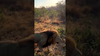 Male Lions Up Close in the Wild!