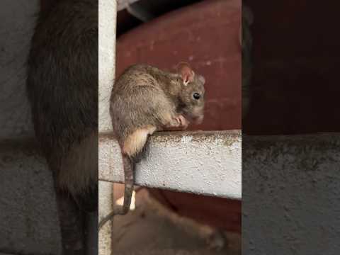 This Temple Has 25,000 Rats & People Worship Them