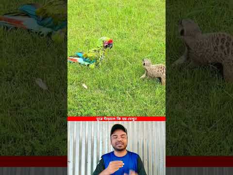 ঘুরে দাঁড়ালে কি হয় দেখুন। #shorts