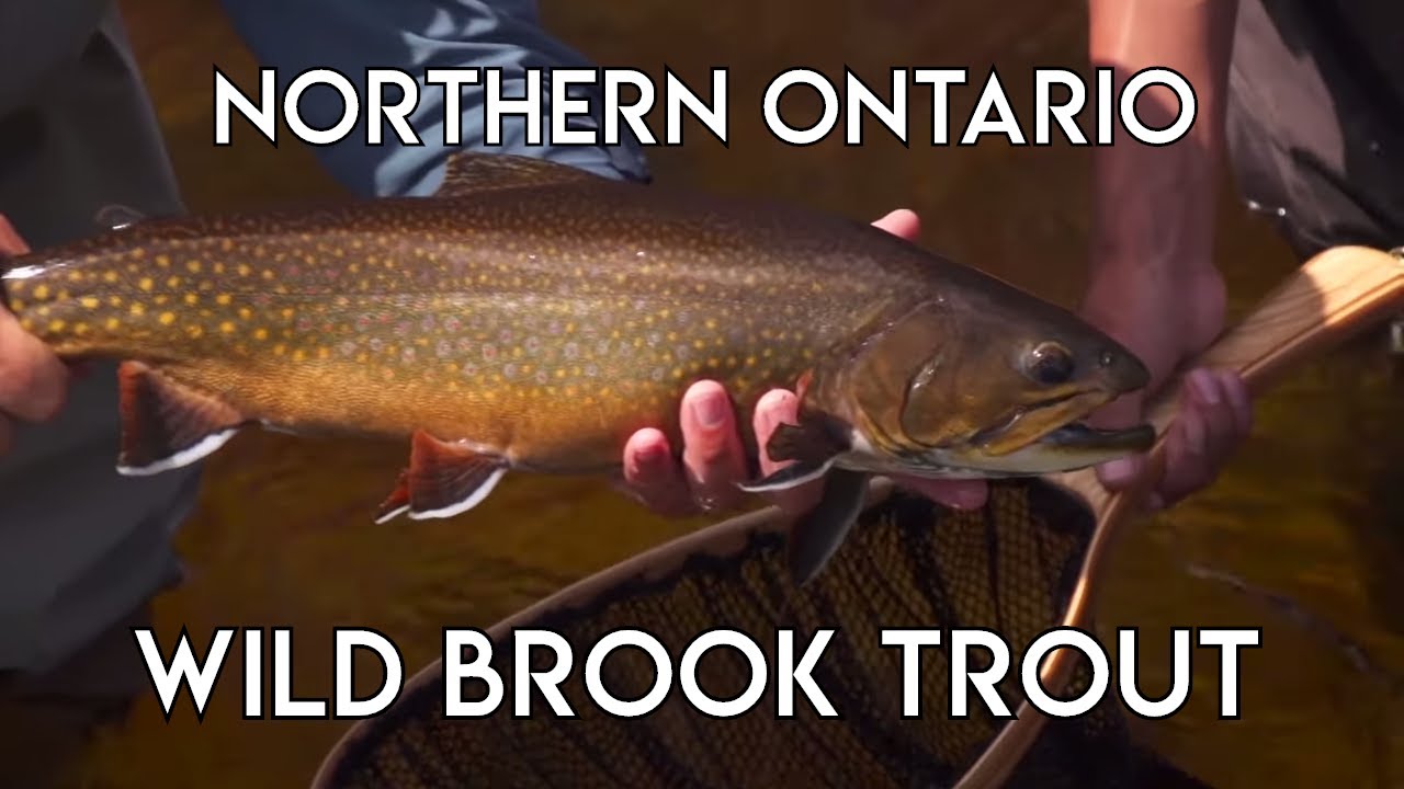 #1 Wilderness River Brook Trout - The New Fly Fisher