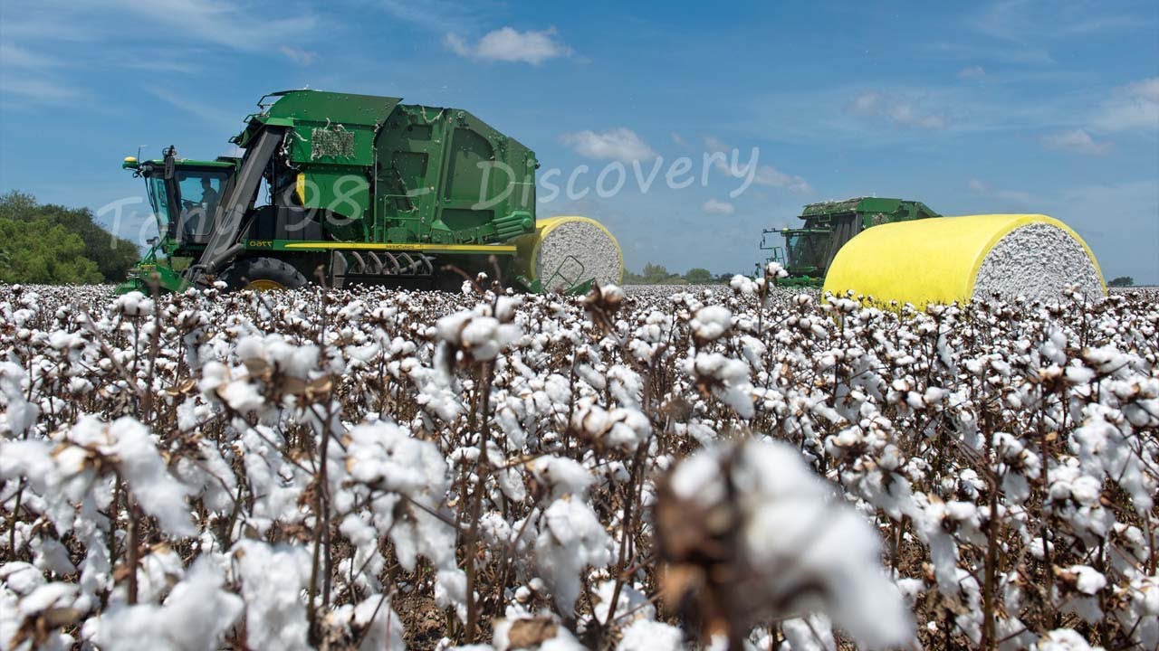 Cotton Cultivation and Harvest Technology – Cotton Processing At The Factory