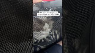 Taking my ragdoll cat to the vet #ragdollcat