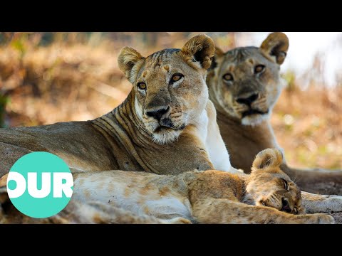 YouTube video thumbnail: The Incredible Lives of Two Lion Prides in Zambia