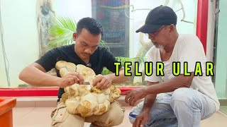 PROSES PENGERAMAN 60 BIJI TELUR ULAR