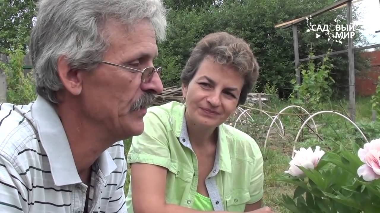 Пионы ИТО гибриды Коллекция Юрия Лукоянова