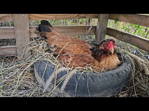 Nova Incubação 🥚 Aves à venda - Novidades
