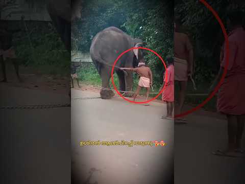 ആളുകൾ മറന്ന് കാണും ഈ മൊതലിനെ 🥵💔#shorts #short #trending #aana