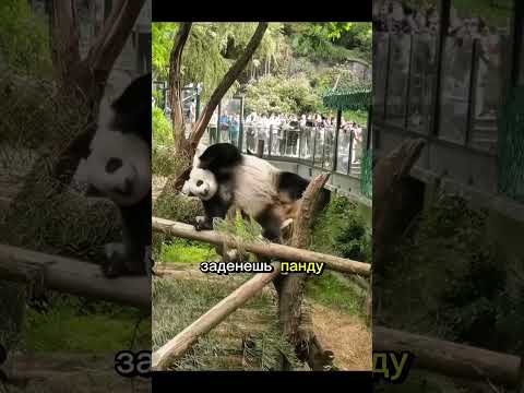 Панда