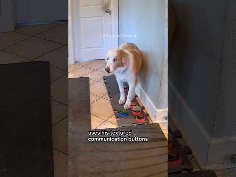 Aston wants help chewing a bone. #DeafBlindDog #ButtonCommunication #TalkingDog #DeafDog #BlindDog