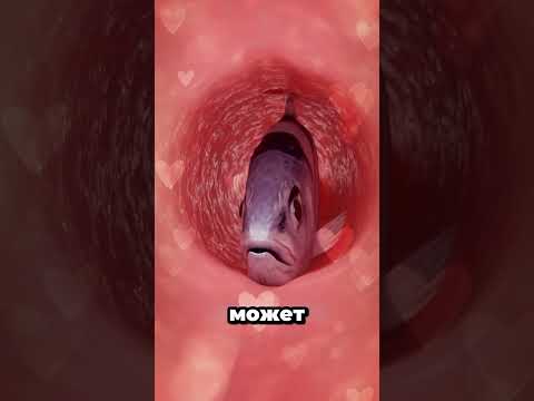 Что произойдет, если человек съест живую рыбу 🤔    #short