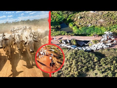 MAIS DE 20 KM DE ESTRADÃO , MUITA POEIRA. Levamos o gado de volta pra casa