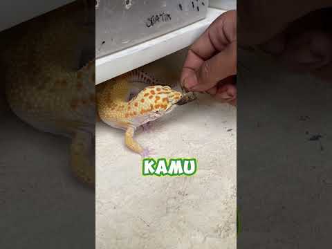 Jangan beli Gecko kalau kalian masih sekolah โผ๏ธ๐ #gecko #leopardgecko #peliharagecko #beligecko