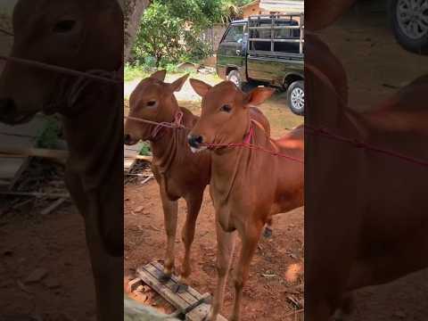 1 July 2024 || Bullrace Bulllover