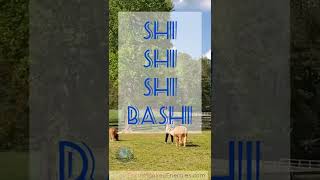 What is Shibashi Qigong?  From llamas & alpacas perspective.  #shibashi #qigong #earthmonkeyenergies