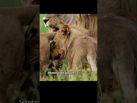 The cub approached the lioness and enraged the lion king, ultimately paying with his life.
