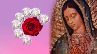 El Santo Rosario de Hoy Viernes 08 de Agosto 2025 🌹 Misterios Dolorosos 🌹 Oración de Hoy