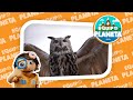 Eurasian Eagle-Owl Facts and Trivia