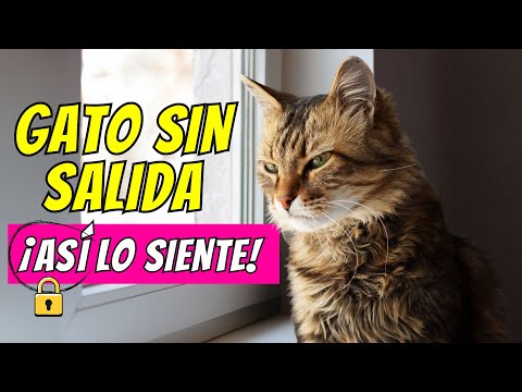 ¿Los gatos se sienten atrapados en casa?