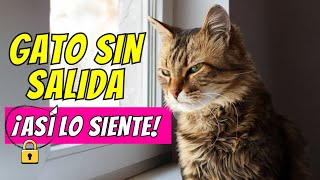 ¿Los gatos se sienten atrapados en casa?
