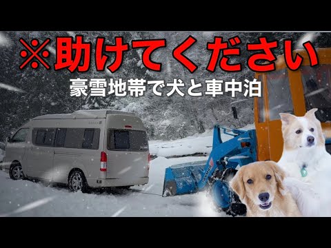 -7℃の豪雪地帯で事故...犬と車中泊中にヤバいことになりました。【ボーダーコリー•ゴールデンレトリバー】