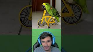 Papagaio
