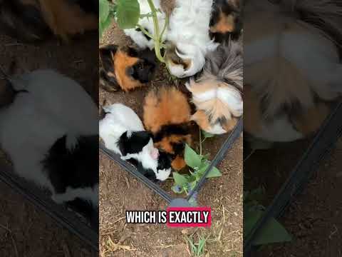 Bringing my guinea pigs to eat a chia plant in my yard