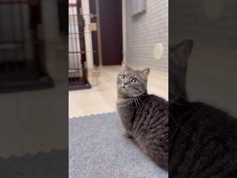 猫がママに作ってもらったネックレスをつけてお出迎えした結果...#shorts #猫 お出迎え猫