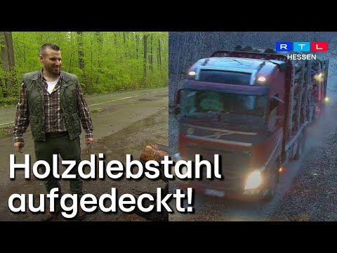 Dreister Holzklau im Wald: Wie Überwachungskameras und GPS-Tracker den Täter entlarvten