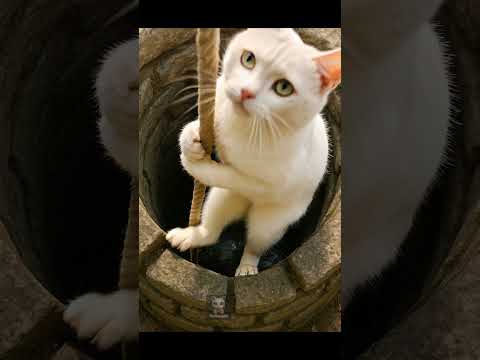 🐱🐍🐒🕳️✨“Snake-Well Rescue: Kitten & Baby Monkey Save Mom-Cat!” 🐱🐍🐒🕳️✨