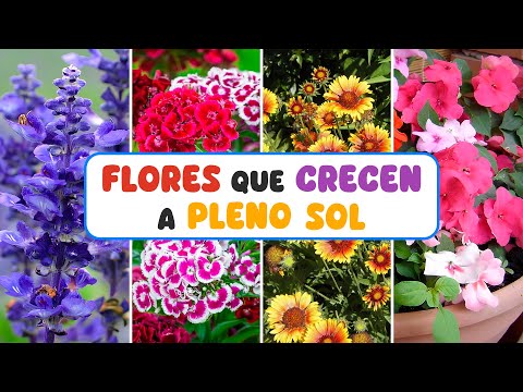 10 FLORES que CRECEN A PLENO SOL SIN PROBLEMAS