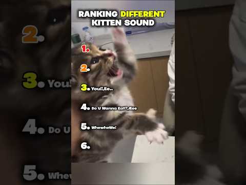 RANKING DIFFERENT KITTENS SOUND