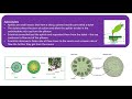 Phloem Transport Mechanisms in Plants