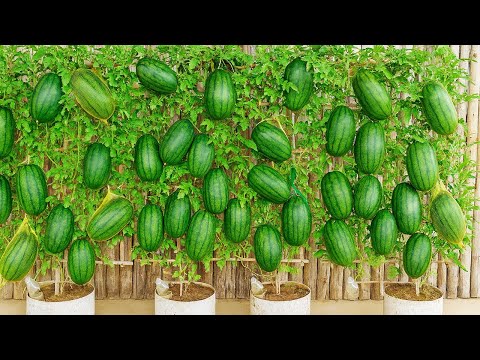 Speedy Watermelon Growing Big Harvests from Rooftop Plastic Tubs
