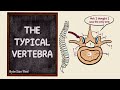 Vertebral Anatomy and Functions