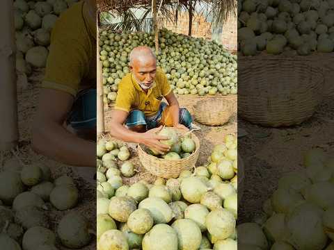 ধোঁয়া দিয়ে বেল পাকানোর বুদ্ধি পেলেন কোথায় #বেল #fruit #fruits #food