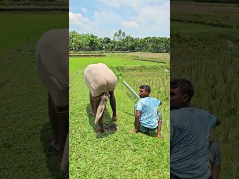 What do cows do when they are gone?