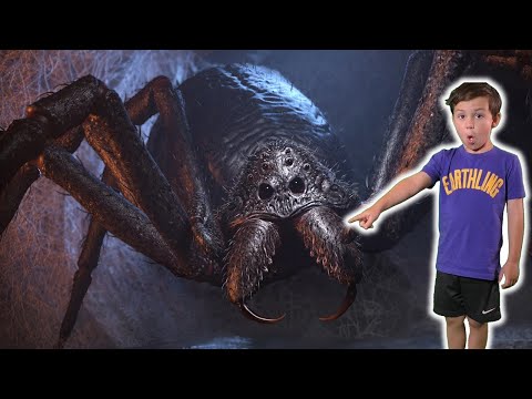 Spider Infested House (SHORT)