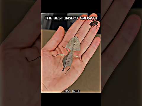 the best insect โ ๏ธ#trollface #edit #troll