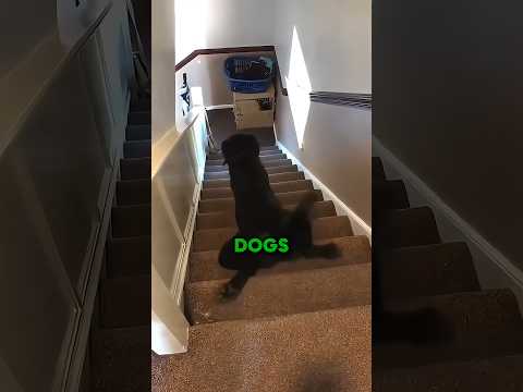 DOGS REALLY HATE STAIRS π #shorts #dog