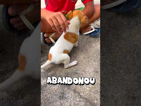 COMENTA ASSIM: tia deixa a bela ficar com o cachorrinho🥹 #freefire #cachorro #vlog