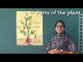 Parts of a Plant