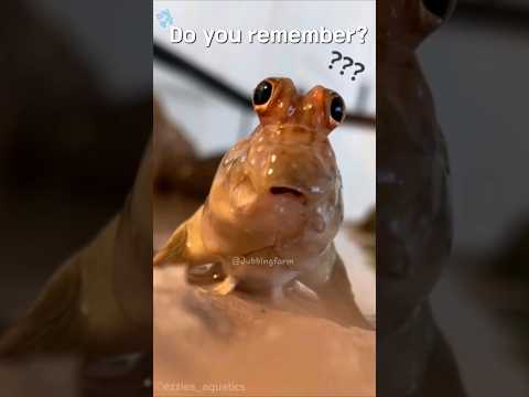 나 여기 왜 왔지? #동물더빙 #병맛더빙#더빙농장 #dubbingfarm #cute #animals #funny