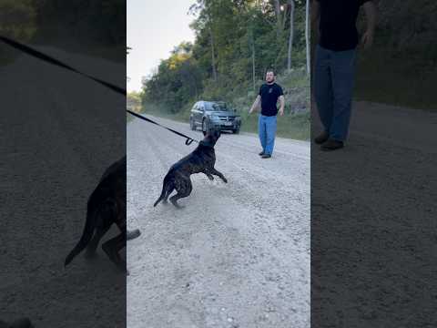 Ariel 16 months civil Defense of Handler Test w/ passive decoy #presa #presacanario #protectiondog