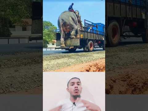 প্রশিক্ষণপ্রাপ্ত হাতি। #shorts #shortsfeed #elephant #viralshorts #adrakib02