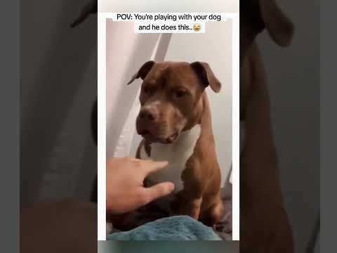 #cat #dog #dogs #cut #cute #love #lovegod #funny #funnyvideo #virla #viralvideo #foryou #foryoupage